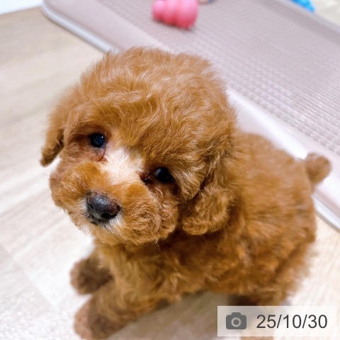 トイ・プードルの写真