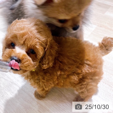 トイ・プードルの写真