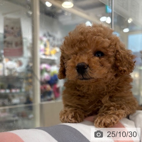 トイ・プードルの写真