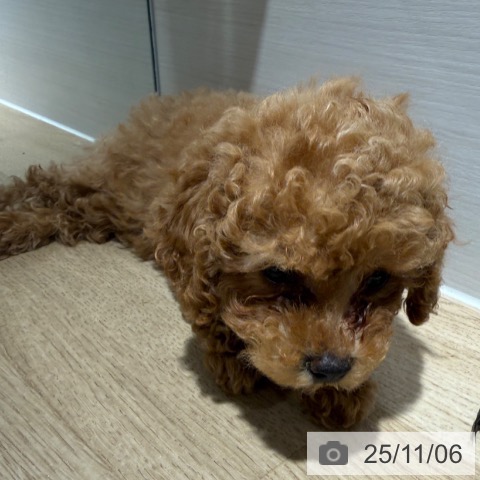 トイ・プードルの写真