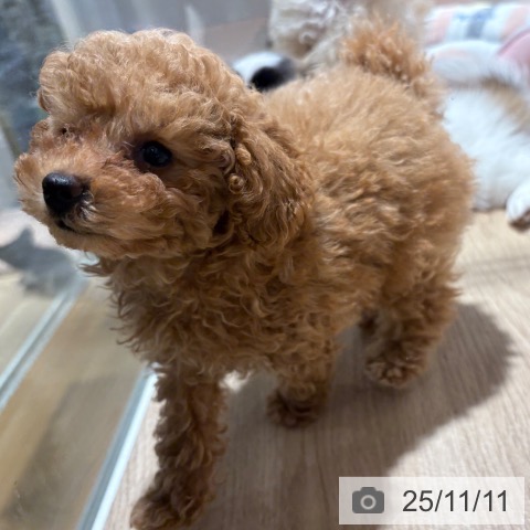 京都府のトイプードル(トイ) (ペットプラス 久御山店/2025年8月24日生まれ/女の子/オレンジフォーン)の子犬の4枚目の画像