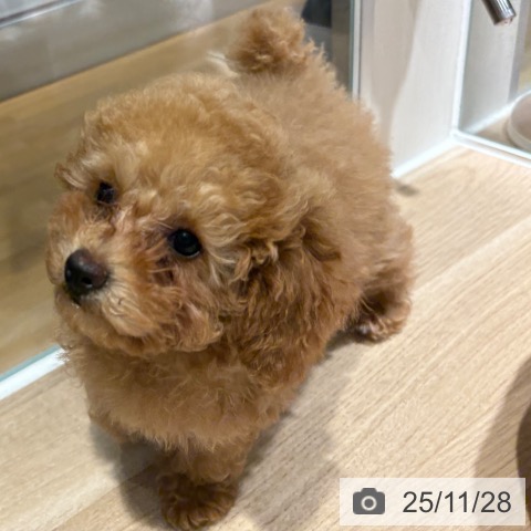 京都府のトイプードル(トイ) (ペットプラス 久御山店/2025年8月24日生まれ/女の子/オレンジフォーン)の子犬の3枚目の画像