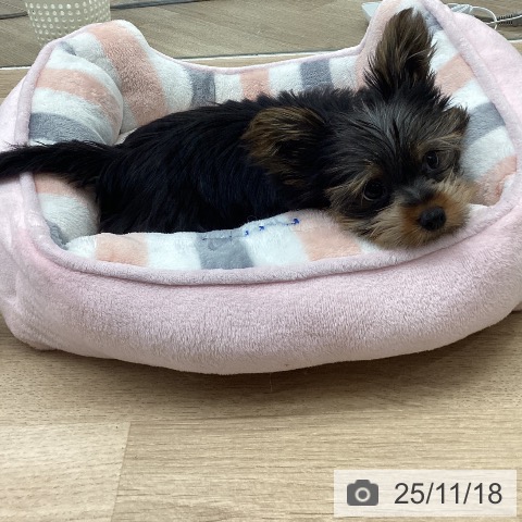 千葉県のヨークシャーテリア (ペットプラス 海浜幕張店/2025年8月29日生まれ/女の子/スチールブルータン)の子犬の4枚目の画像