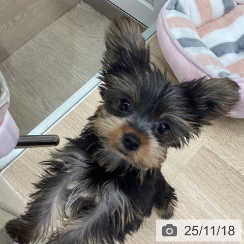 千葉県のヨークシャーテリア (ペットプラス 海浜幕張店/2025年8月29日生まれ/女の子/スチールブルータン)の子犬の3枚目の画像