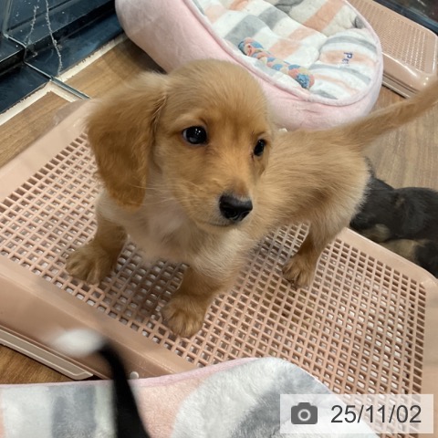 ミニチュア・ダックスフンドの写真