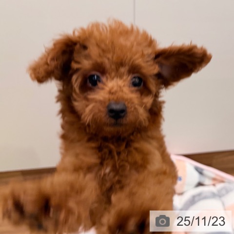岡山県のトイプードル(トイ) (ペッツワン 岡山南店/2025年8月19日生まれ/男の子/アプリコット)の子犬の3枚目の画像