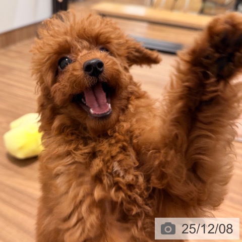 岡山県のトイプードル(トイ) (ペッツワン 岡山南店/2025年8月19日生まれ/男の子/アプリコット)の子犬の3枚目の画像