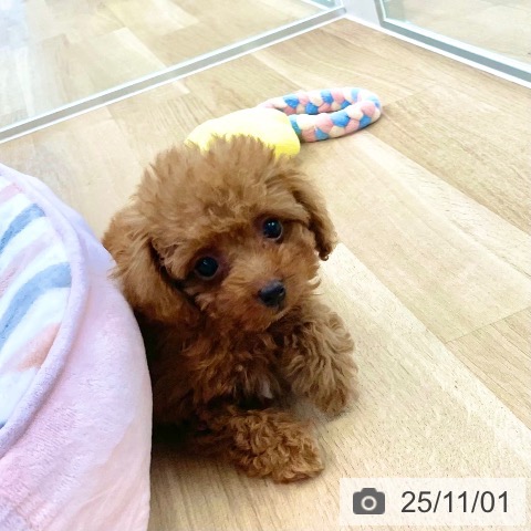 トイ・プードルの写真