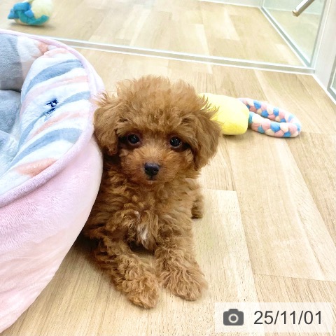 トイ・プードルの写真