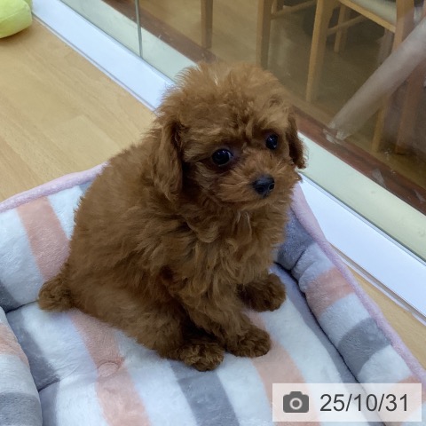 トイ・プードルの写真