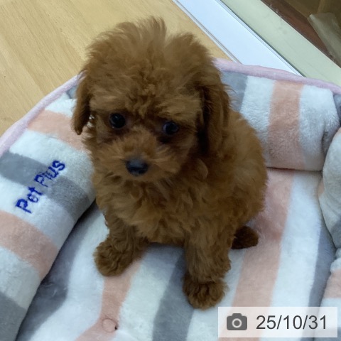 トイ・プードルの写真