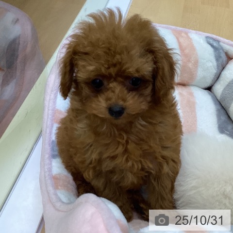 トイ・プードルの写真