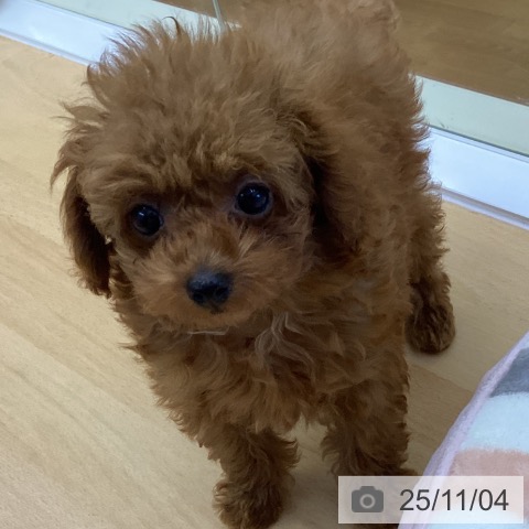 トイ・プードルの写真