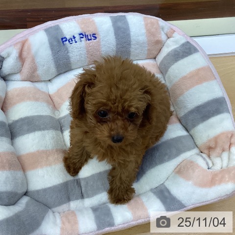 トイ・プードルの写真