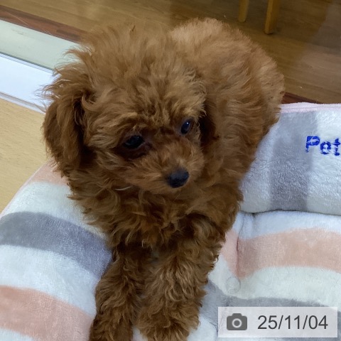 トイ・プードルの写真