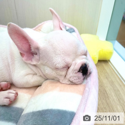 フレンチ・ブルドッグの写真