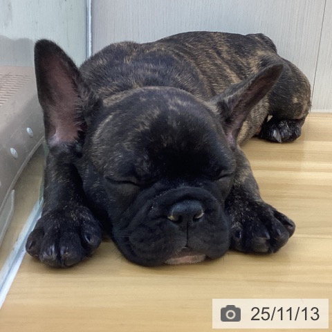 フレンチ・ブルドッグの写真