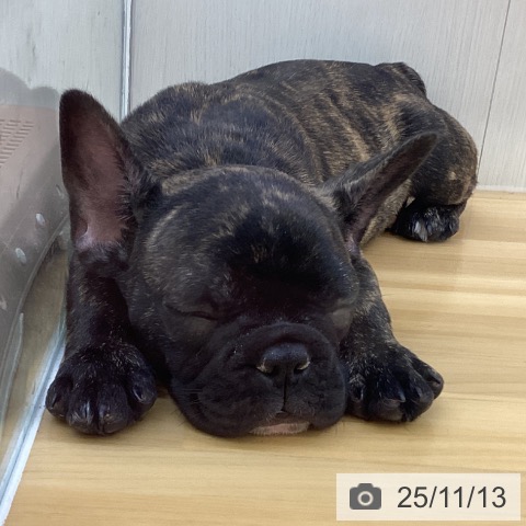 フレンチ・ブルドッグの写真