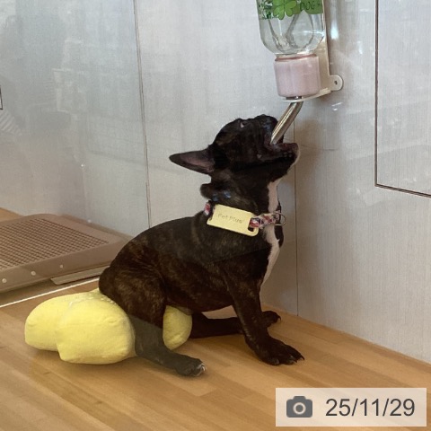 徳島県のフレンチブルドッグ (ペットプラス 徳島店/2025年8月24日生まれ/男の子/ブリンドル)の子犬の3枚目の画像