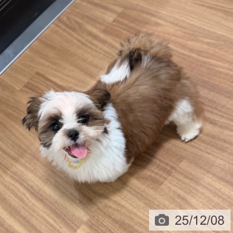 岡山県のシーズー (ペッツワン 岡山南店/2025年8月30日生まれ/男の子/ゴールドホワイト)の子犬の4枚目の画像