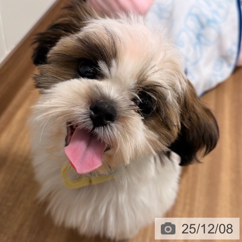 岡山県のシーズー (ペッツワン 岡山南店/2025年8月30日生まれ/男の子/ゴールドホワイト)の子犬の3枚目の画像