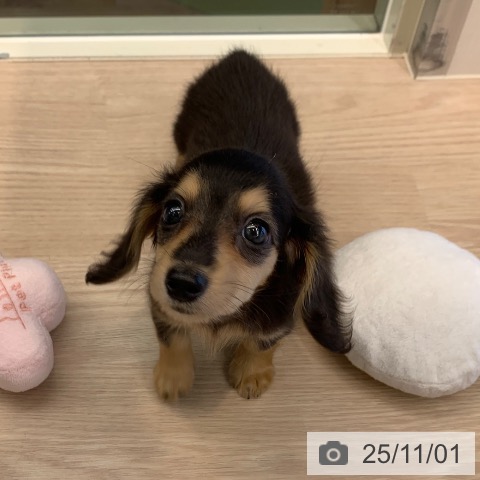 ミニチュア・ダックスフンドの写真