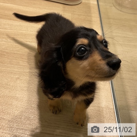 ミニチュア・ダックスフンドの写真