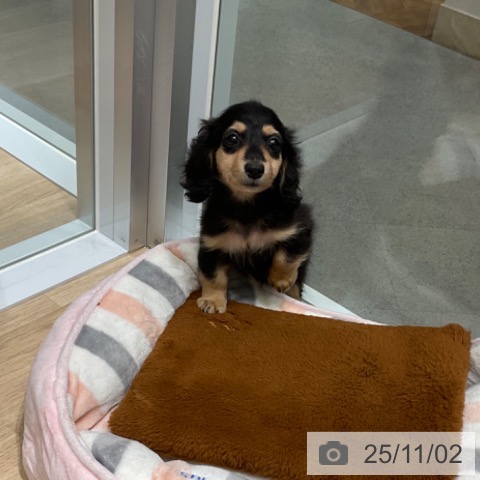 ミニチュア・ダックスフンドの写真