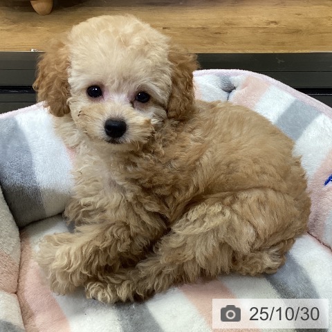 トイ・プードルの写真