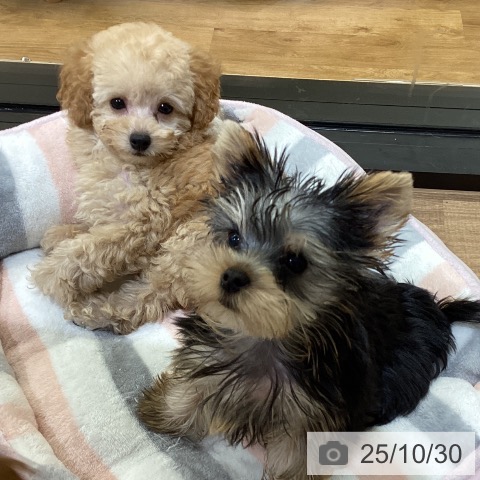 トイ・プードルの写真