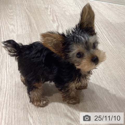 岡山県のヨークシャーテリア (ペットプラス 岡山店/2025年8月21日生まれ/男の子/スチールブルータン)の子犬の4枚目の画像