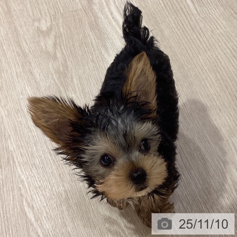 岡山県のヨークシャーテリア (ペットプラス 岡山店/2025年8月21日生まれ/男の子/スチールブルータン)の子犬の3枚目の画像