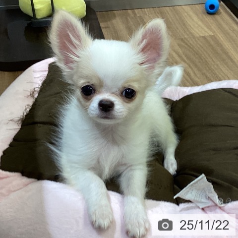 徳島県のチワワ(ロング) (ペットプラス 徳島店/2025年8月28日生まれ/男の子/ホワイトクリーム)の子犬の4枚目の画像