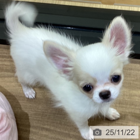 鳥取県のチワワ(ロング) (ペッツワン 日吉津店/2025年8月28日生まれ/男の子/ホワイトクリーム)の子犬の4枚目の画像