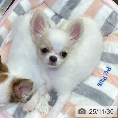 鳥取県のチワワ(ロング) (ペッツワン 日吉津店/2025年8月28日生まれ/男の子/ホワイトクリーム)の子犬の3枚目の画像