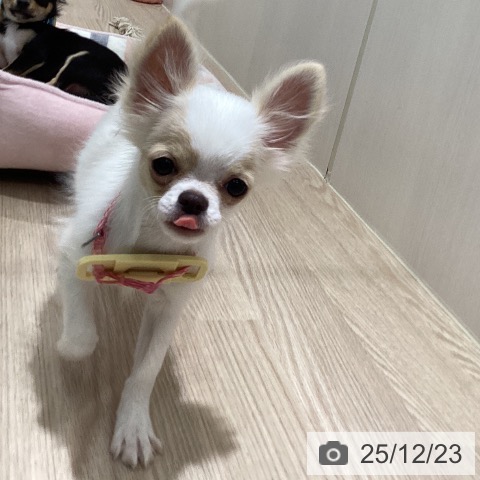 徳島県のチワワ(ロング) (ペットプラス 徳島店/2025年8月28日生まれ/男の子/ホワイトクリーム)の子犬の3枚目の画像