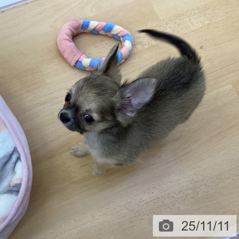 香川県のチワワ(ロング) (ペットプラス 綾川店/2025年8月28日生まれ/男の子/フォーンホワイト)の子犬の4枚目の画像