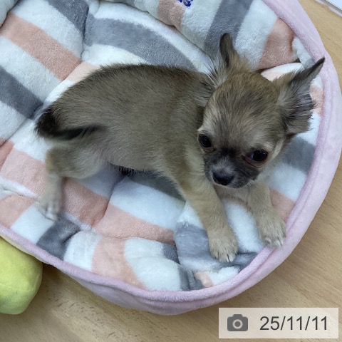 香川県のチワワ(ロング) (ペットプラス 綾川店/2025年8月28日生まれ/男の子/フォーンホワイト)の子犬の3枚目の画像