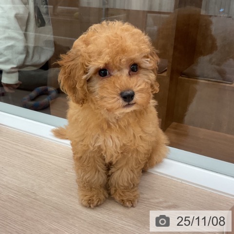 トイ・プードルの写真