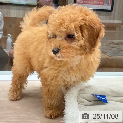 トイ・プードルの写真