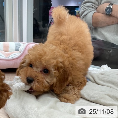 トイ・プードルの写真