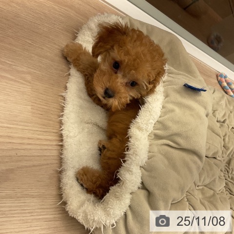 トイ・プードルの写真