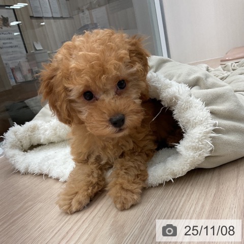 トイ・プードルの写真