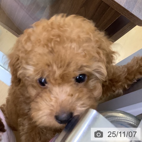 トイ・プードルの写真