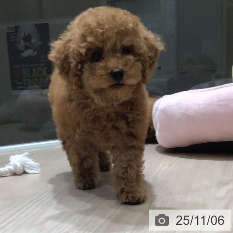 トイ・プードルの写真