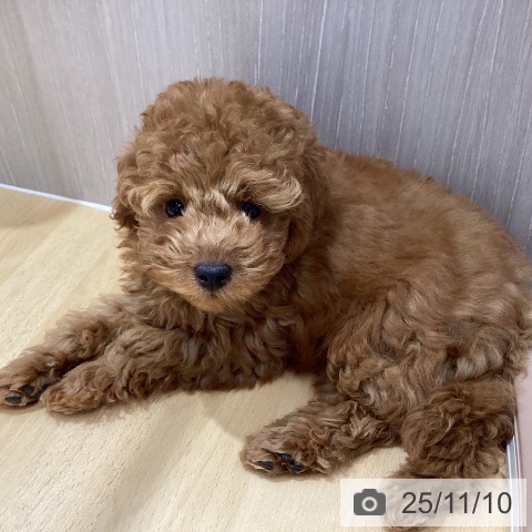 トイ・プードルの写真