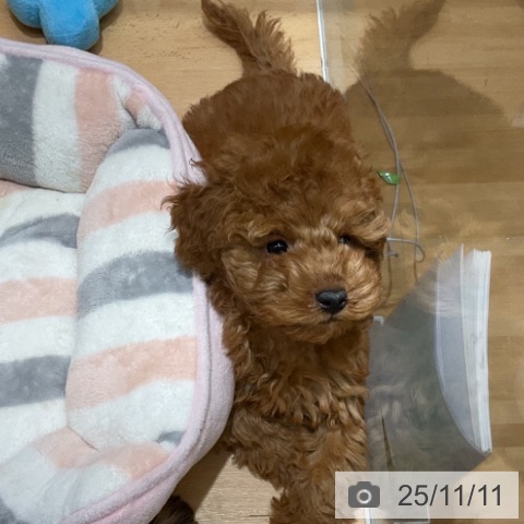 トイ・プードルの写真