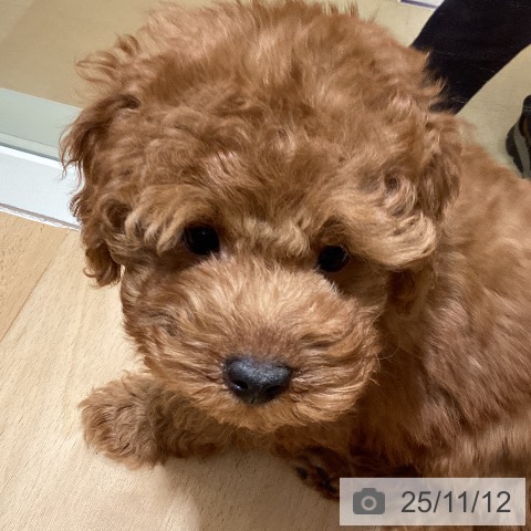 トイ・プードルの写真