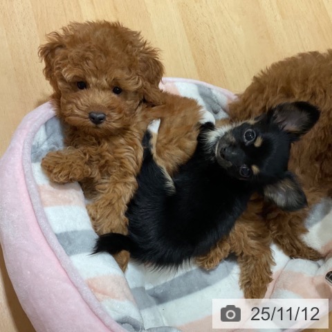 トイ・プードルの写真