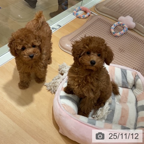 トイ・プードルの写真